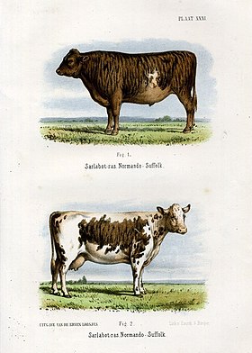 Bœuf et vache de race Sarlabot[1].