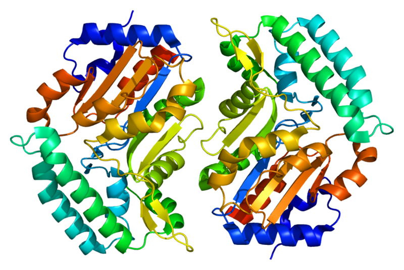 File:Protein NT5C3 PDB 2bdu.png