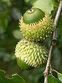 Žaludy dubu libanonského (Quercus libani)