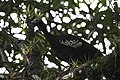 Trinidad piping-guan