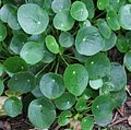 Pilea peperomioides