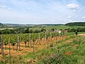 Le village et un de ses vignobles.