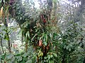 Image 12Epiphytes near Santa Elena (from Wildlife of Costa Rica)