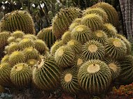 Mature golden barrels showing their distinctive clustering habit. Photo from the Huntington Desert Garden in California.