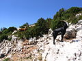 Goats in the mountains above the Gorges du Verdon, Provence, South-France