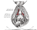 الفروع العميقة للشريان الفرجي الداخلي (الغائر).