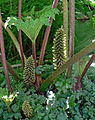 Gunnera tinctoria