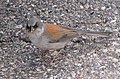 Junco phaeonotus