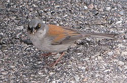 Meksikonjunkko (Junco phaeonotus)