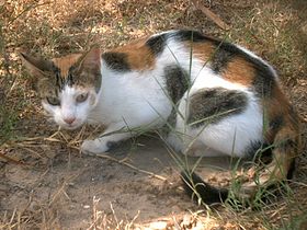 Tricolor cats or calico