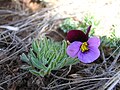 Viola beckwithii