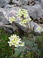 lomikámen latnatý (Saxifraga paniculata)