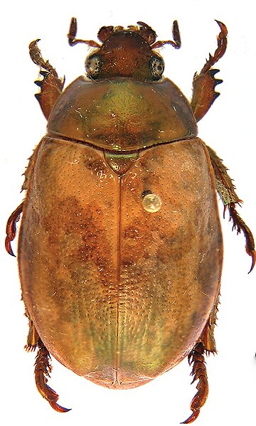 File:Female of Mesomerodon gilletti.jpg