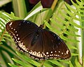 Great Eggfly - female