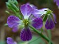 Flores de rabanete selvagens