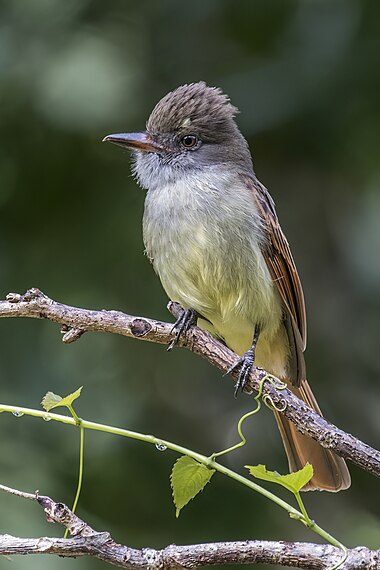 Rufous-tailed flycatcher