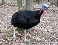 Southern cassowary