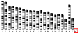 Mitochondrial DNA (mouse)