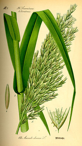 Ilustração Arundo donax