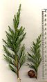 Cupressus