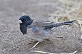 Junco hyemalis oreganus