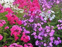 Syysleimun (Phlox paniculata) lajikkeita.