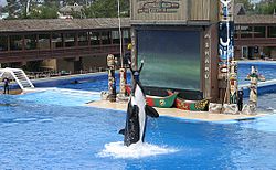 "Kasatka", uma das sete orcas do SeaWorld de San Diego durante um espectáculo.