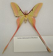 Actias dubernardi