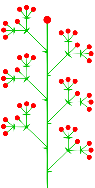 File:Dichasialer zymus (inflorescence).svg