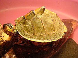 Indische dakschildpad