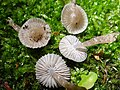 Mycena vulgaris