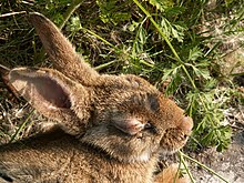 Un lapin malade à l'œil boursouflé