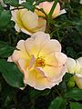 Rosa Amber Sun, Kordes, 2005 (Allemagne) KO 94 / 2096-34