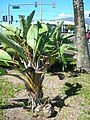 Strelitzia nicolai