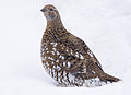 Siberian grouse