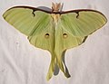 Actias luna hím