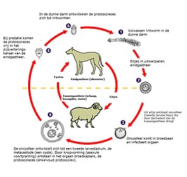 Levenscyclus van de ziekteverwekker