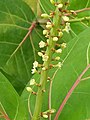 Potted Coccoloba uvifera