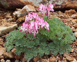 Dicentra peregrina Foto: Alpsdake