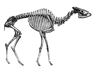 Скелет Helladotherium — викопного жирафа