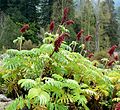 Melianthus major