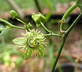 Passiflora suberosa