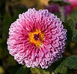 Chrysanthemum morifolium