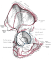 Right hip bone. Xarici səth.