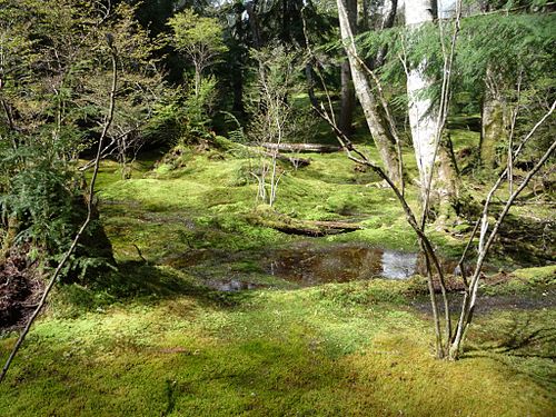 Moss garden at Bloedel Reserve, Washington State, United States