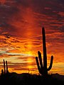 Coucher de soleil sur le parc national de Saguaro.