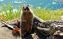 Yellow bellied marmot