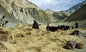 Debulha no Zanskar