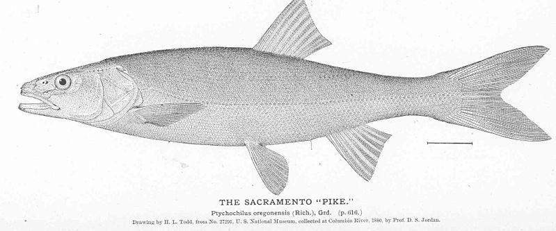 File:FMIB 51126 Sacramento "Pike".jpeg