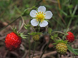 Busfreize (Fragaria vesca)